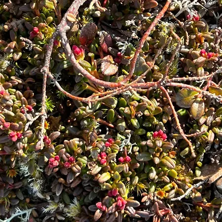 Camp Nordkapp - Red 2*